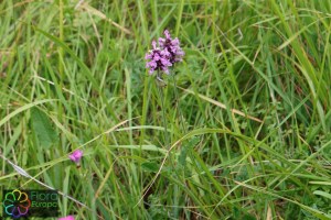 Stachys pradica